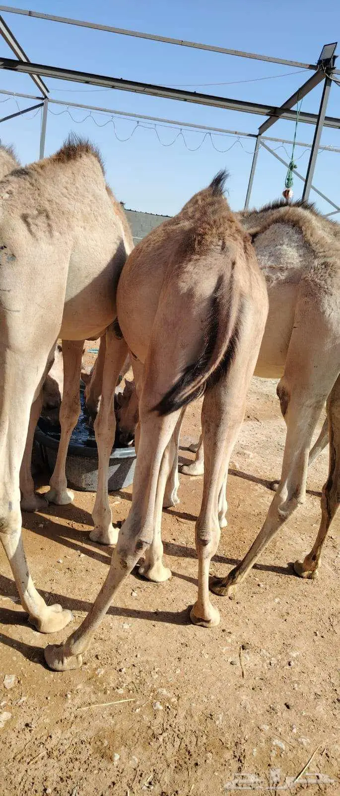 قعدان صومالية نظيفه بسوم طيب للتجار 2