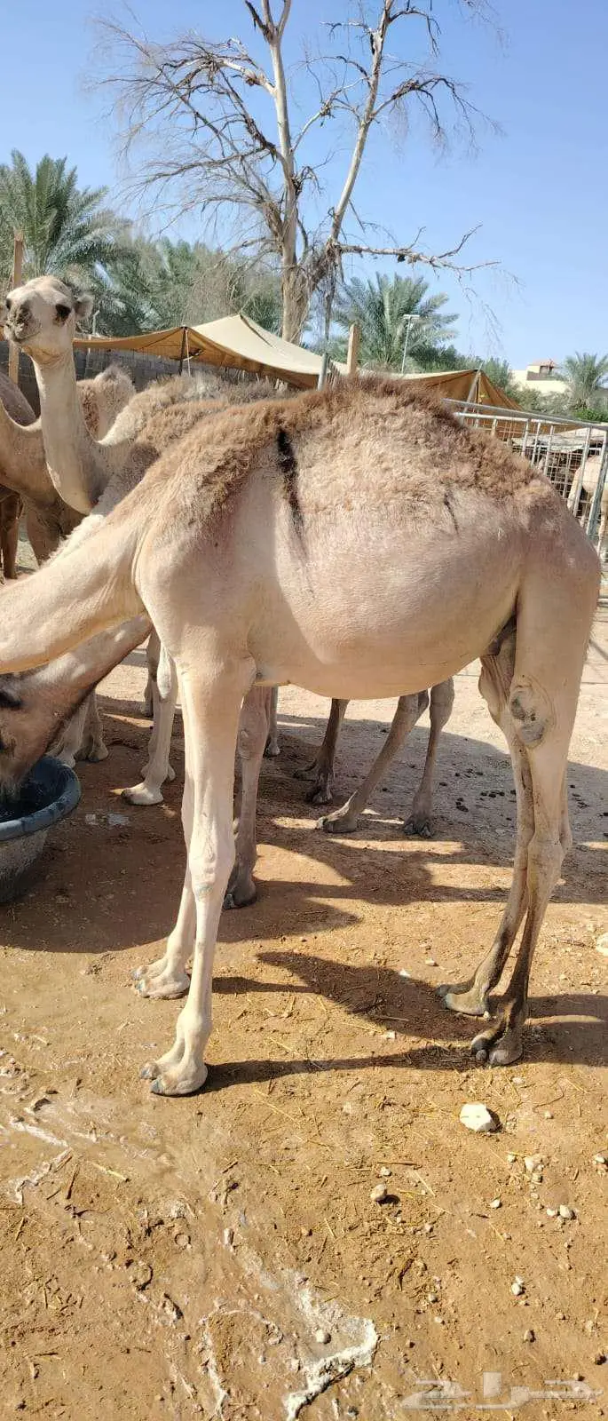 قعدان صومالية نظيفه بسوم طيب للتجار 4