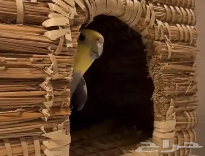 فندق الطيور للأجازات والسفر 1