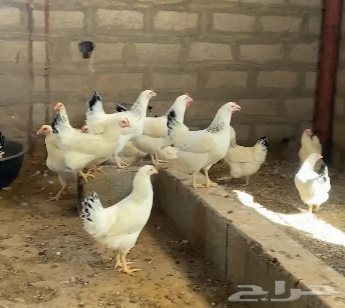 دجاج فرنسي بشاير 2