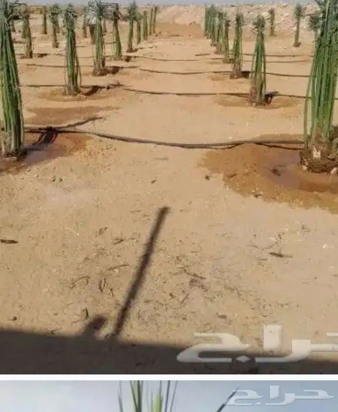 يوجد لدينا جميع انواع انخيل واشنطن وعربي وتركيب الشبوك تحت ا 8