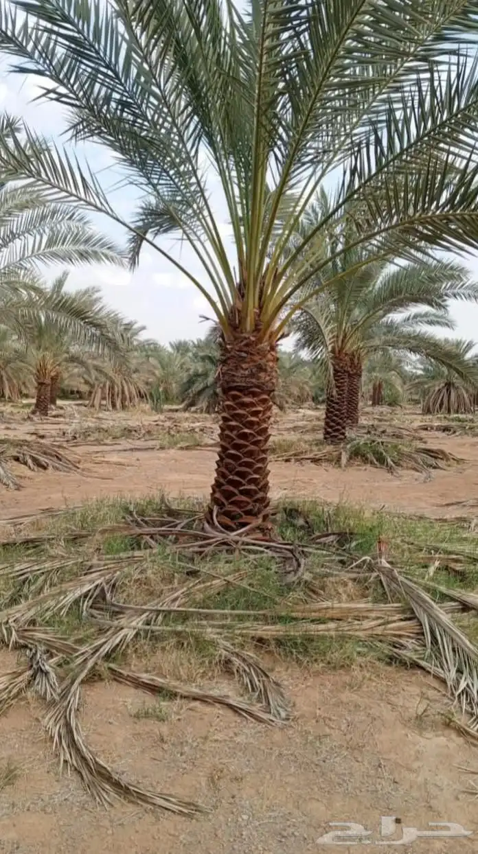 نخيل تكريب عادي تكريب هلال تحويض نخل خلاص سكري صقعي برحي 6
