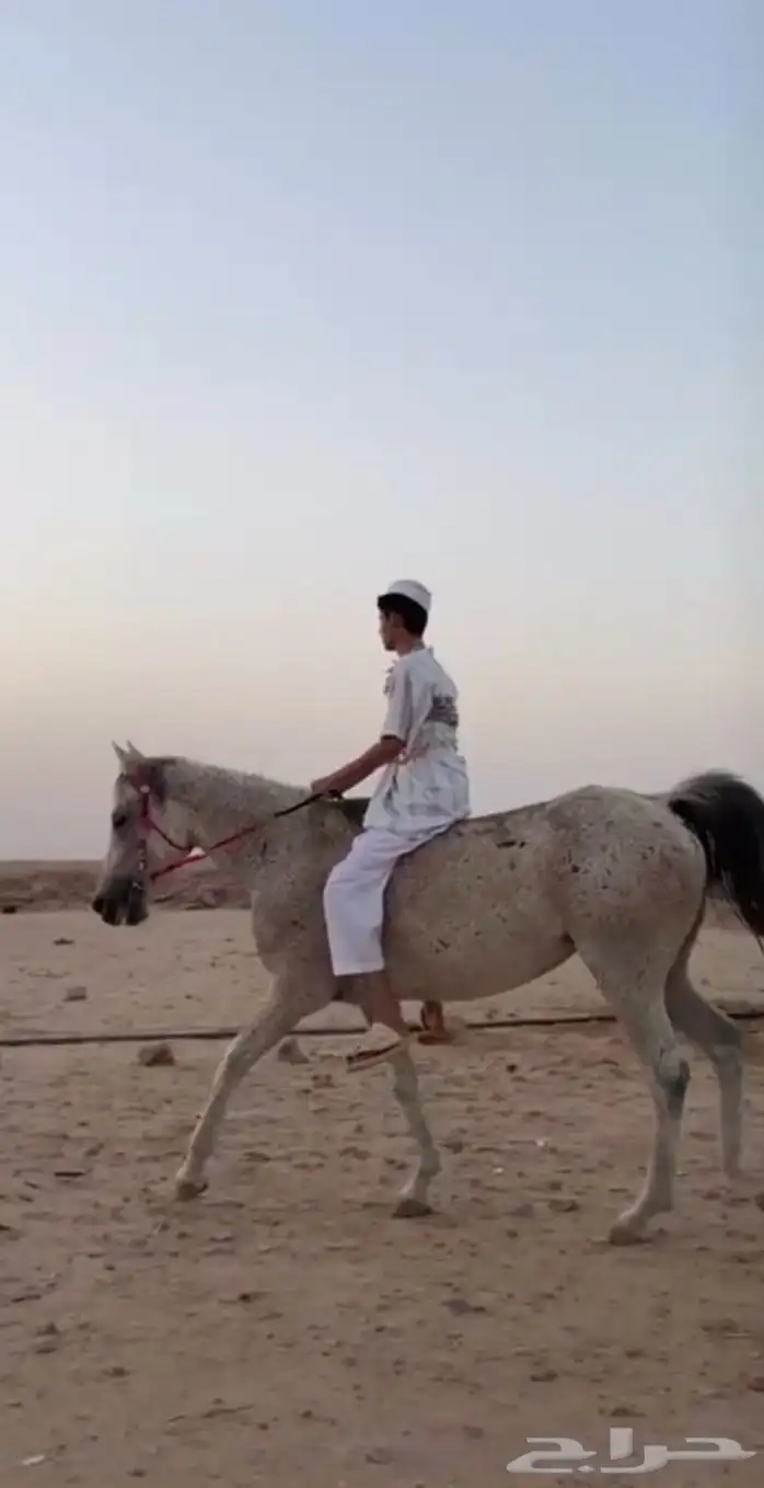 خيل عربي 4