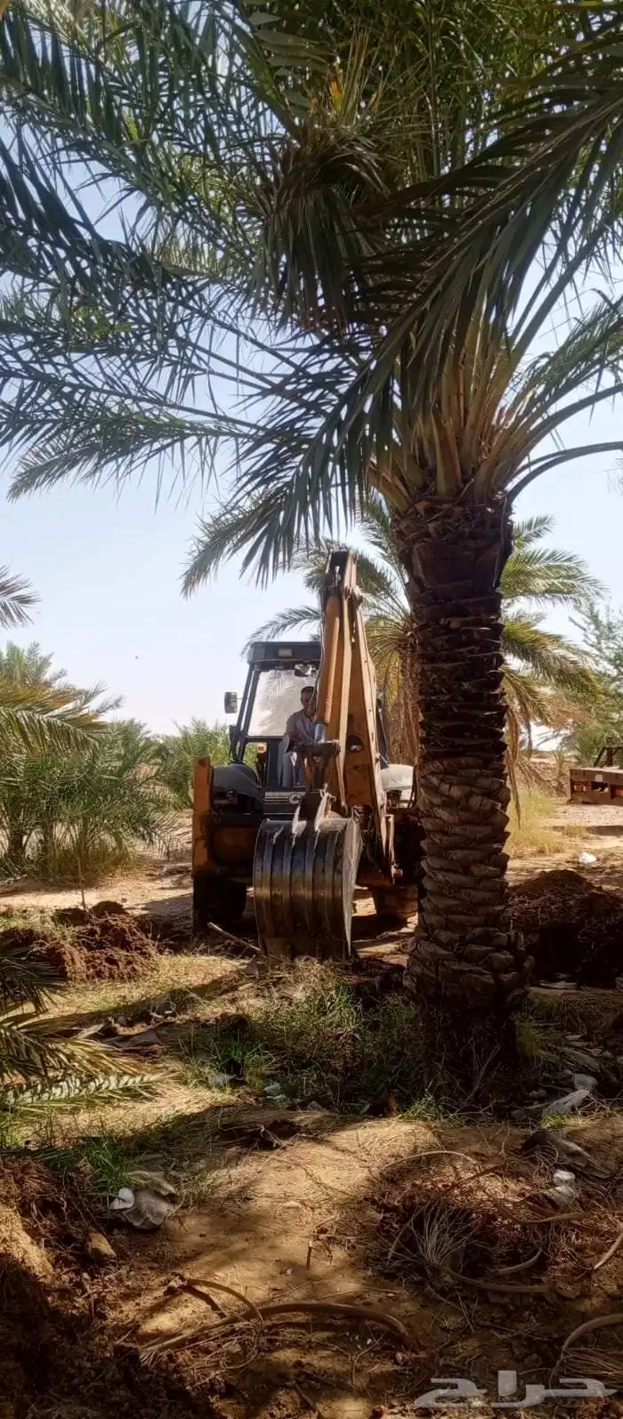 متوفر لدينا نخل للبيع في جده مكه نخل فاخر ومقاسات مختلفه 9