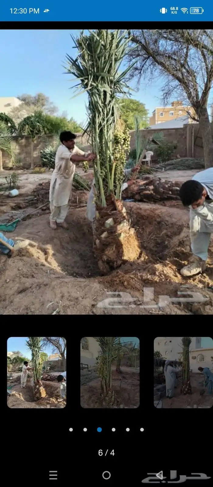 قص شجر تقطيع شجر قشع نخل غرس نخل جث نخل 6