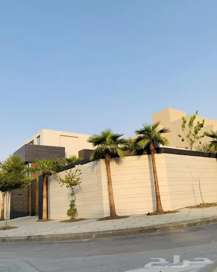 نخل واشنطني 4