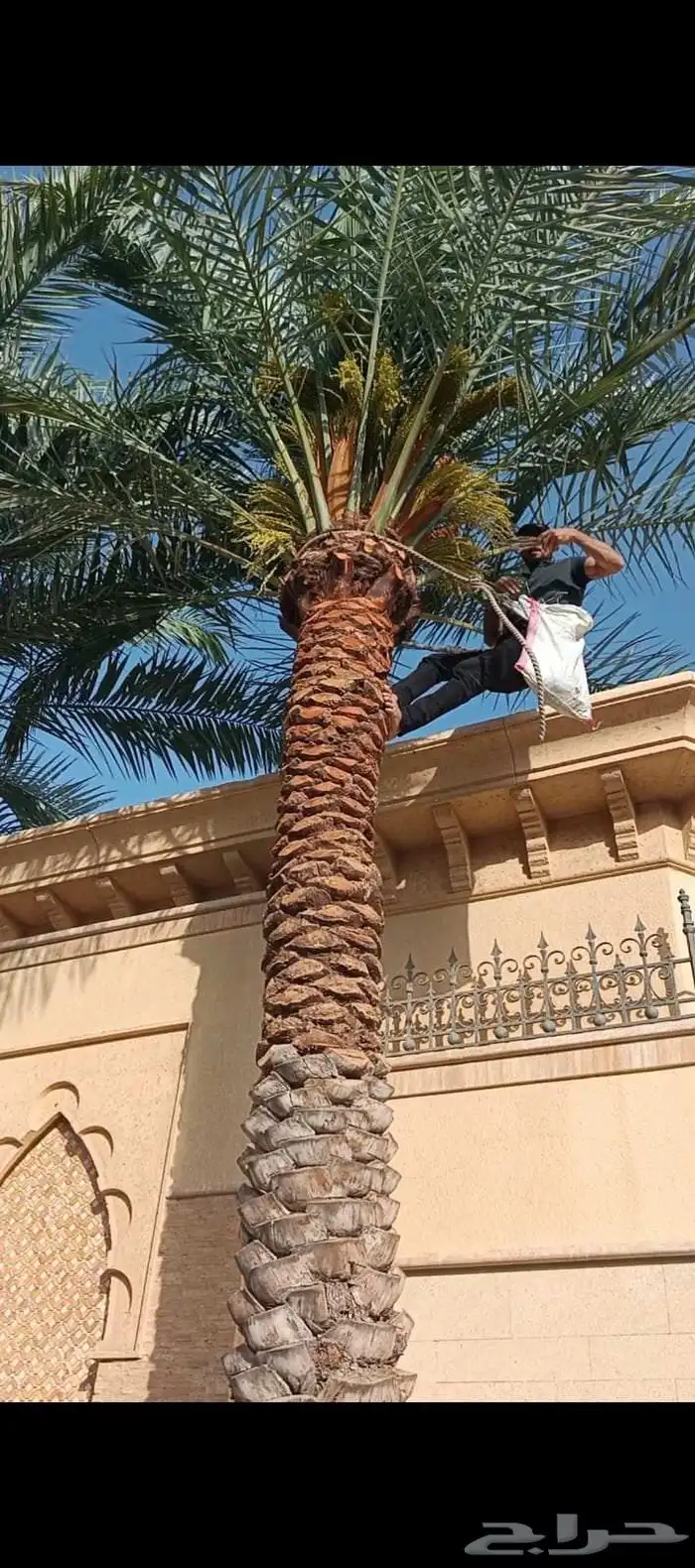 زراعة وتنسيق الحدائق كل مايخص الديكورات المنزليه 12