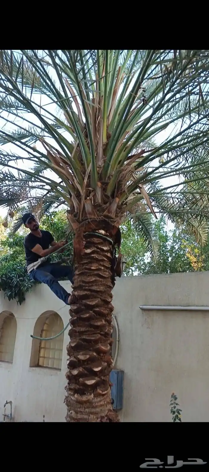 زراعة وتنسيق الحدائق كل مايخص الديكورات المنزليه 11