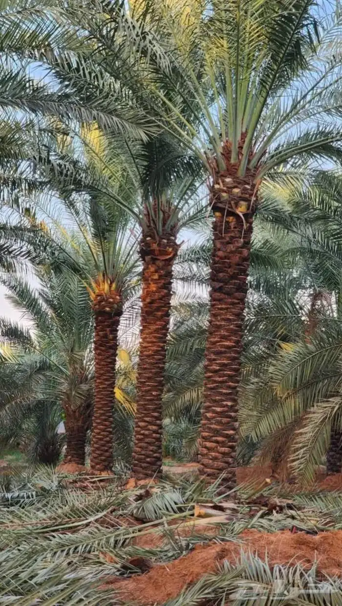نخيل تكريب عادي تكريب هلال تحويض نخل خلاص سكري صقعي برحي 3