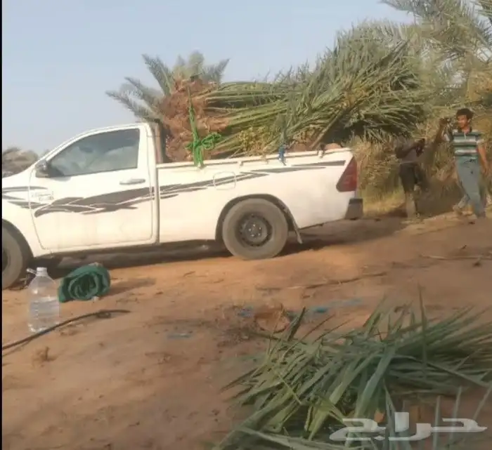 نخيل تكريب عادي تكريب هلال تحويض نخل خلاص سكري صقعي برحي 5