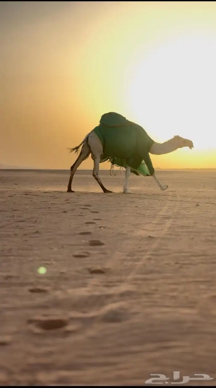اجلة أبل 3