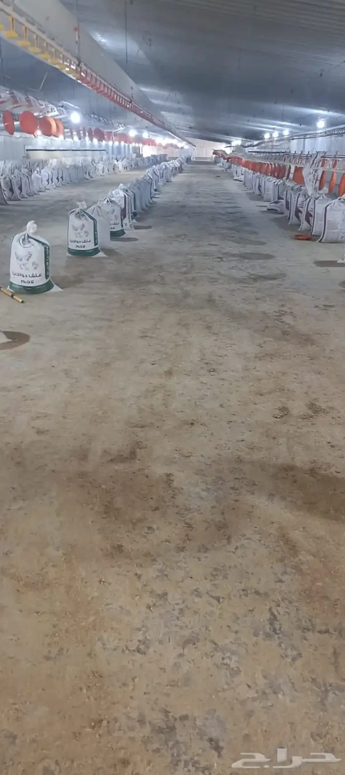 سماد سماد دجاج لاحم ممتاز لجميع الزراعه والاشجار 2