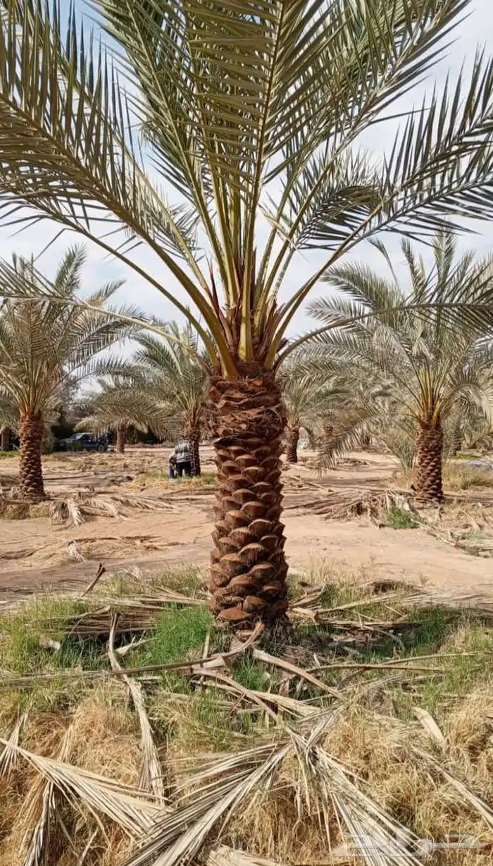 نخيل تكريب عادي تكريب هلال تحويض نخل خلاص سكري صقعي برحي 7
