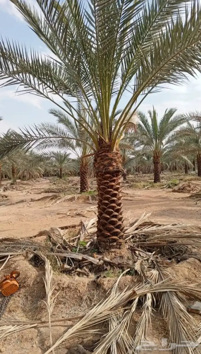 نخيل تكريب عادي تكريب هلال تحويض نخل خلاص سكري صقعي برحي 8