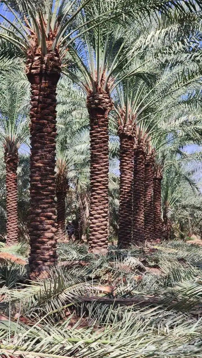 نخيل تكريب عادي تكريب هلال تحويض نخل خلاص سكري صقعي برحي 4