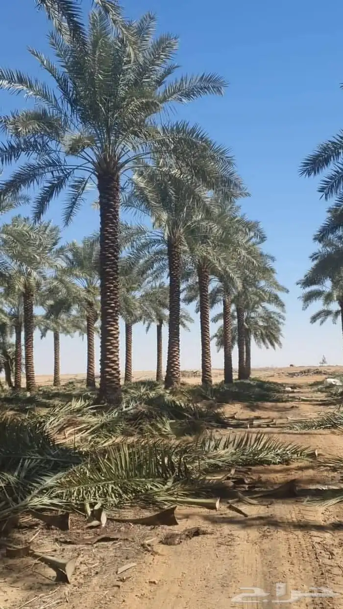 يوجد نخل عربي وواشنطني جميع المقاسات 1