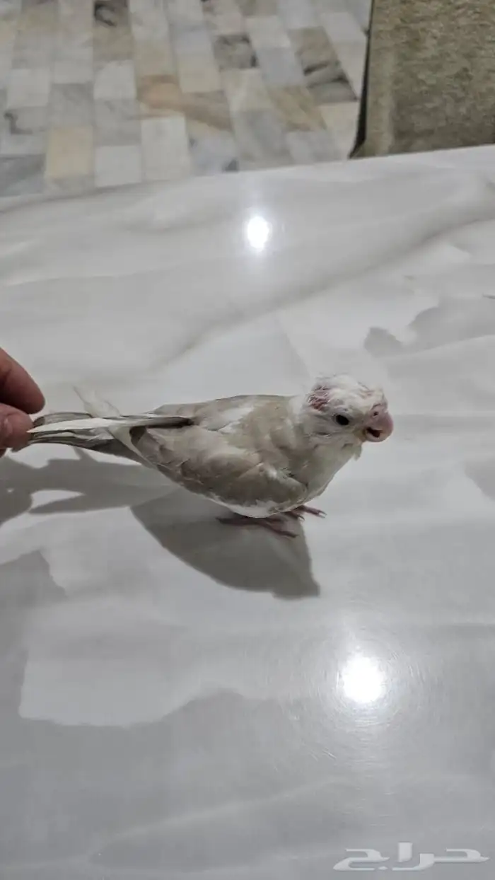ببغاء كروان هولندي جميل جدأ وأليف و هدد العمر 1شهر غر 0