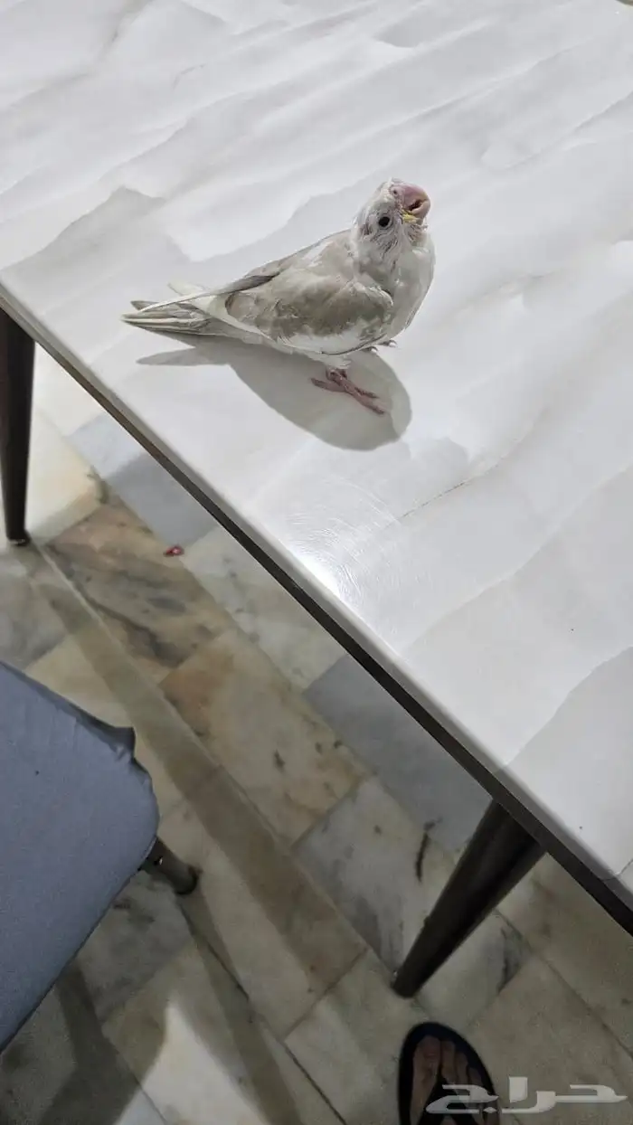 ببغاء كروان هولندي جميل جدأ وأليف و هدد العمر 1شهر غر 2