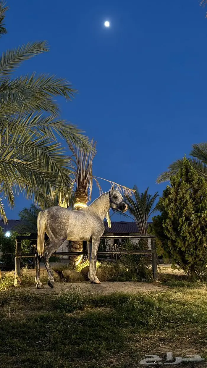خيل 0