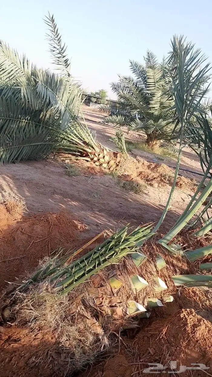 نخل عربي مثمر للبيع 0