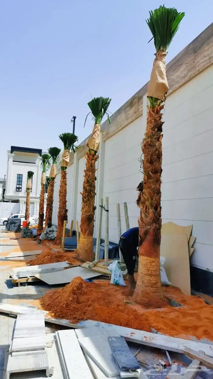 نخل مثمرونخل واشنطن زينه 5