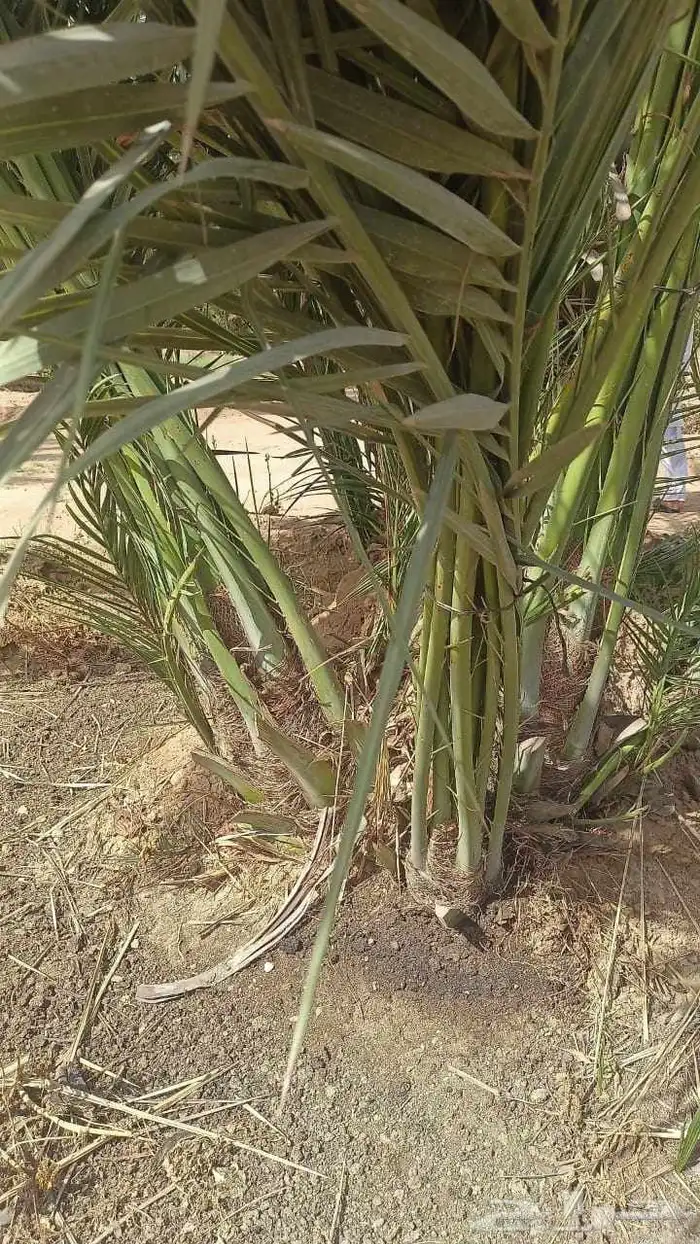 نخل البيع 6