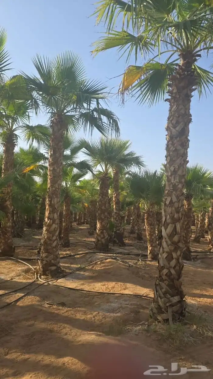 لبيع وتوريد جميع انواع النخيل 6
