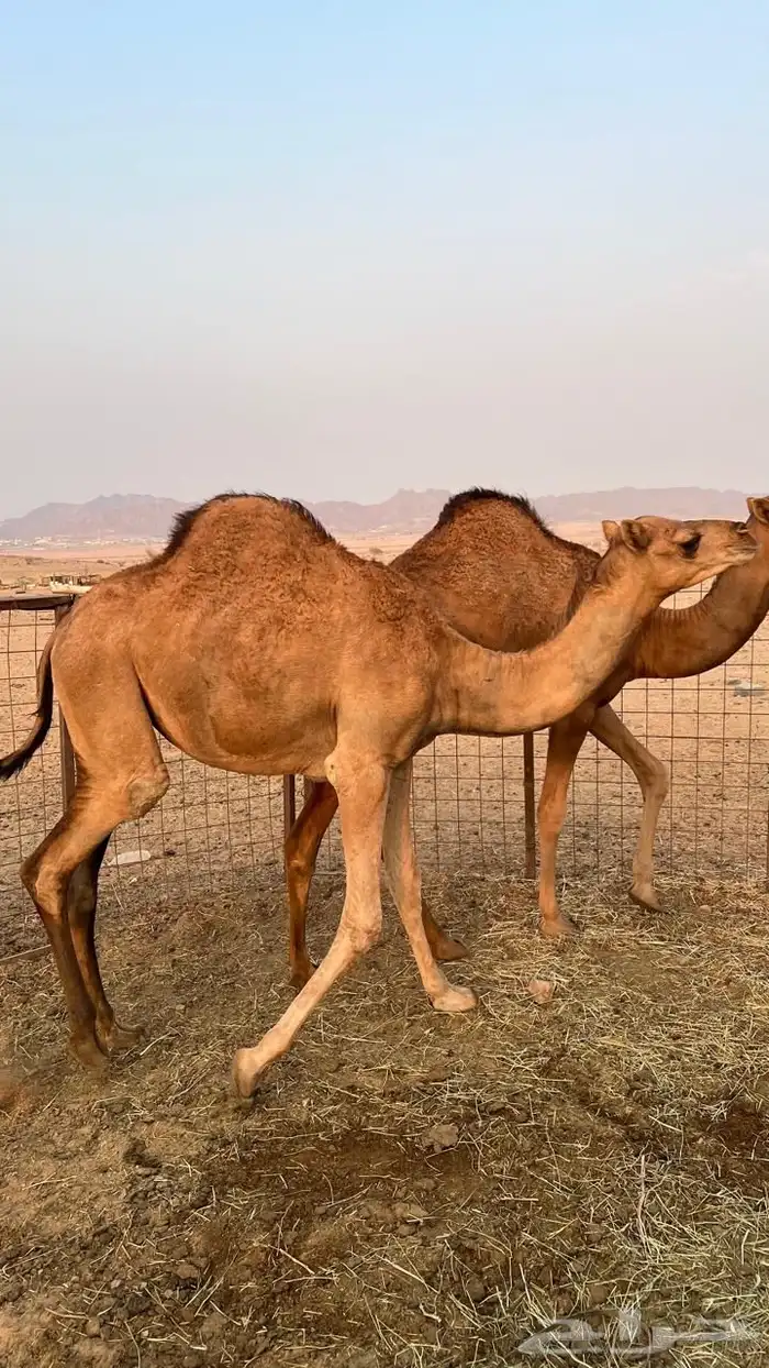 الجموم الغزيات 0