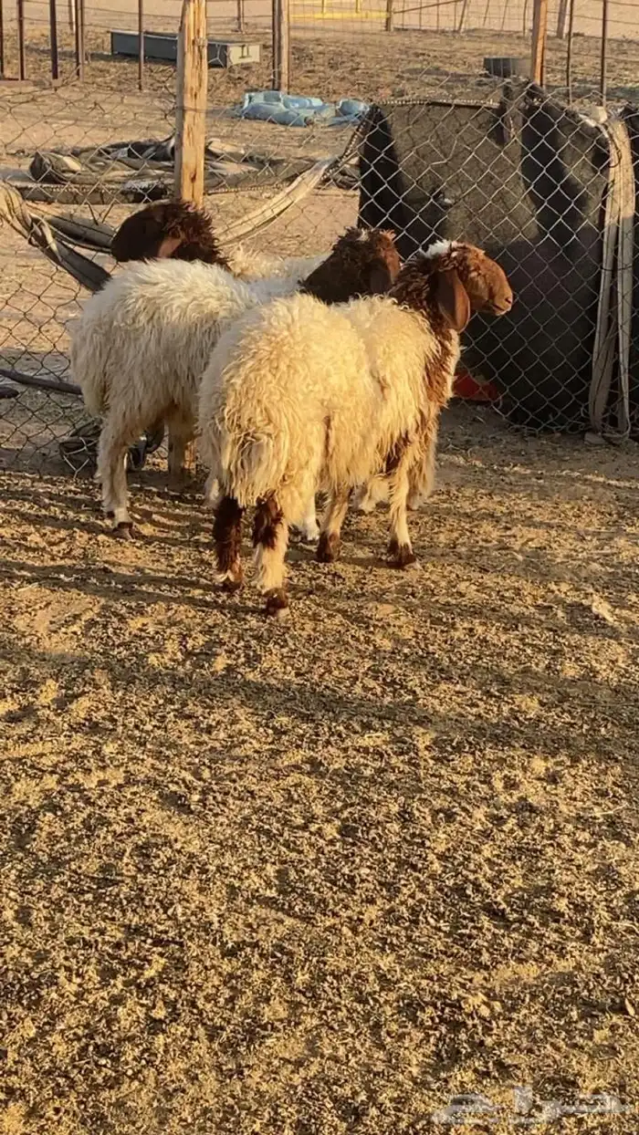 جذعات للبيع 2