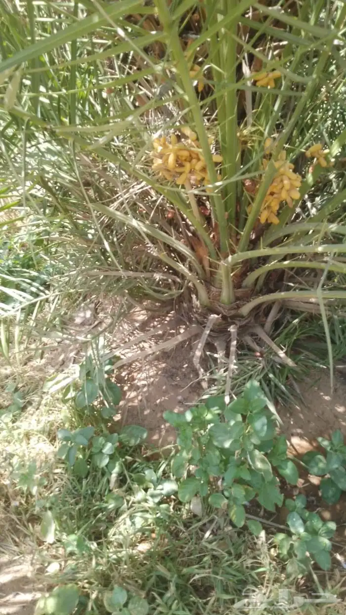 نخل للبيع 2