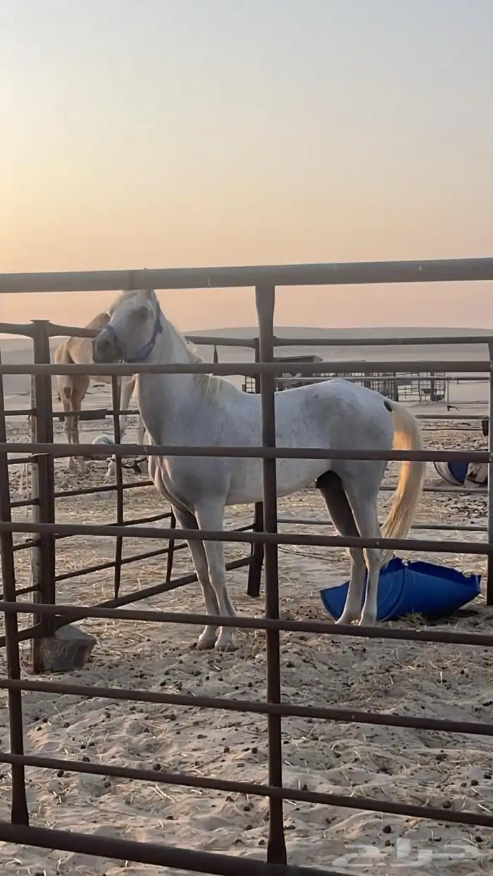 حصان خصي للمبتدئين 0