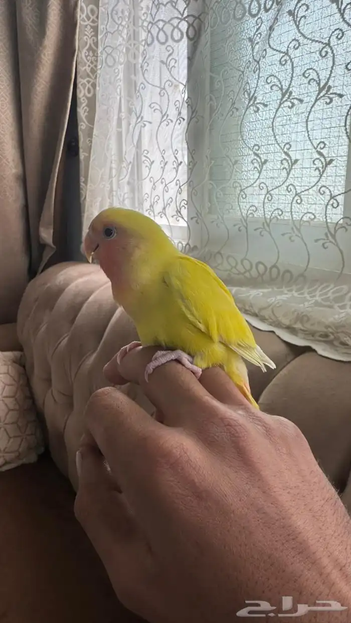 روز للبيع اليف 1