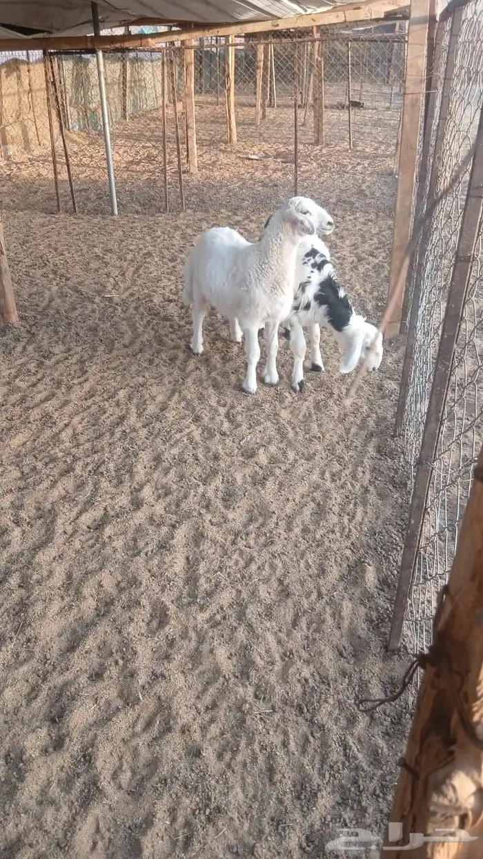 رخال ذبايح تم البيع 0