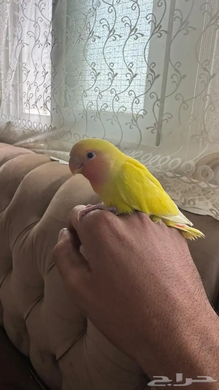 روز للبيع اليف 0