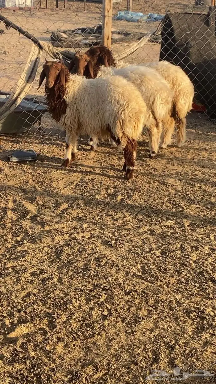 جذعات للبيع 1