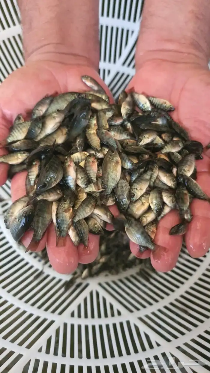 زريعه سمك البلطي 0
