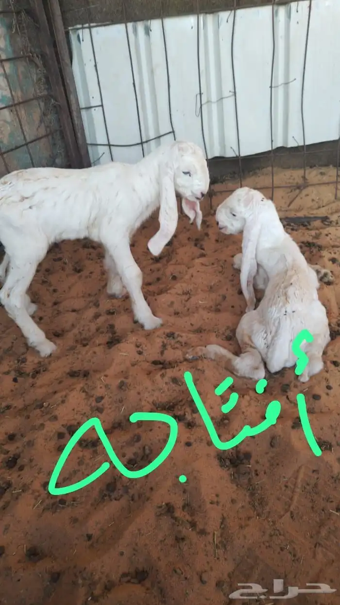 تيس اجم جبر له مقطع وهو يقرع 1