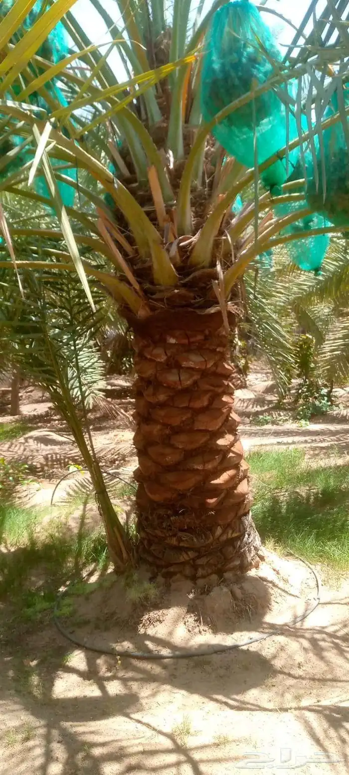 يوجد نخل كبار البيع سكري نبت علي خلاص برحي 7