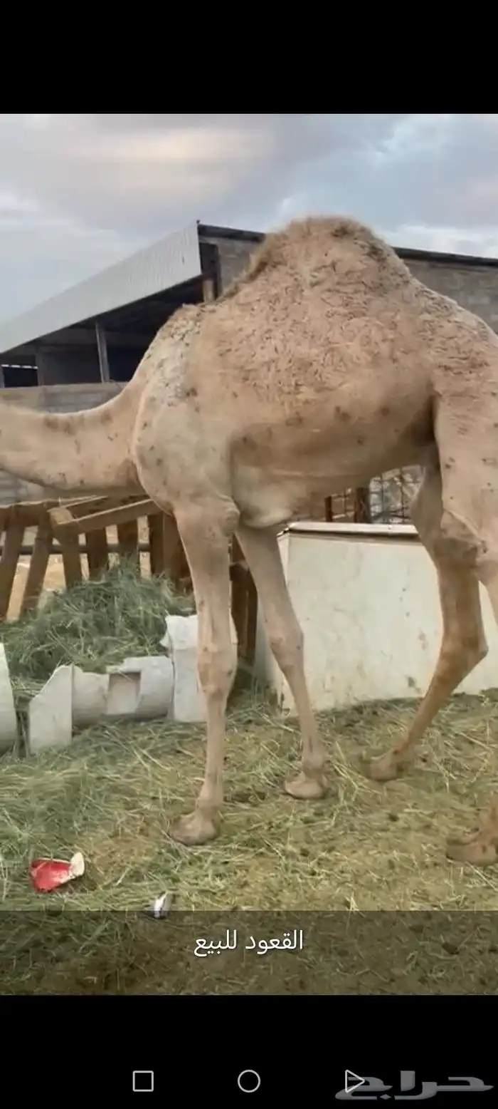 قعود كفو للبيع زواج او مبدأ موقع نجران 3