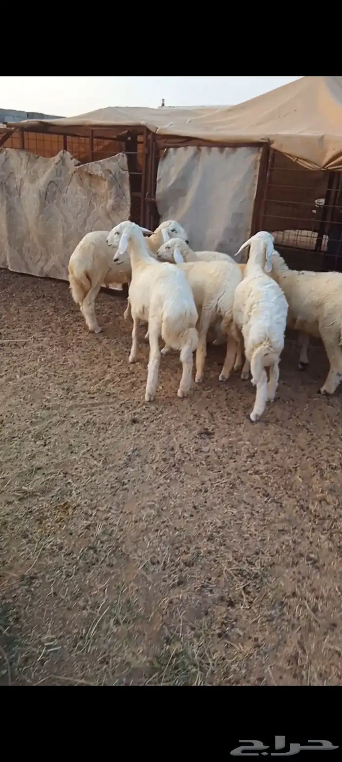 طليان 1