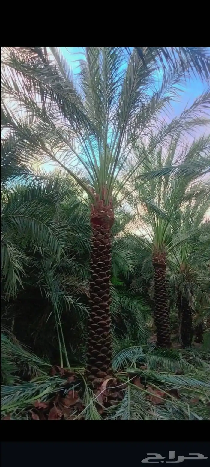 نخل عربي سرو ايطالي 1