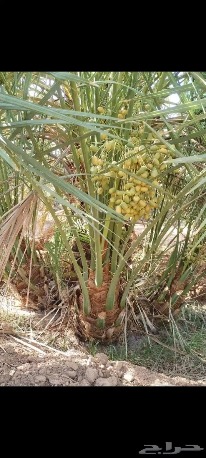 نخل للبيع وأسعار مناسبه 5