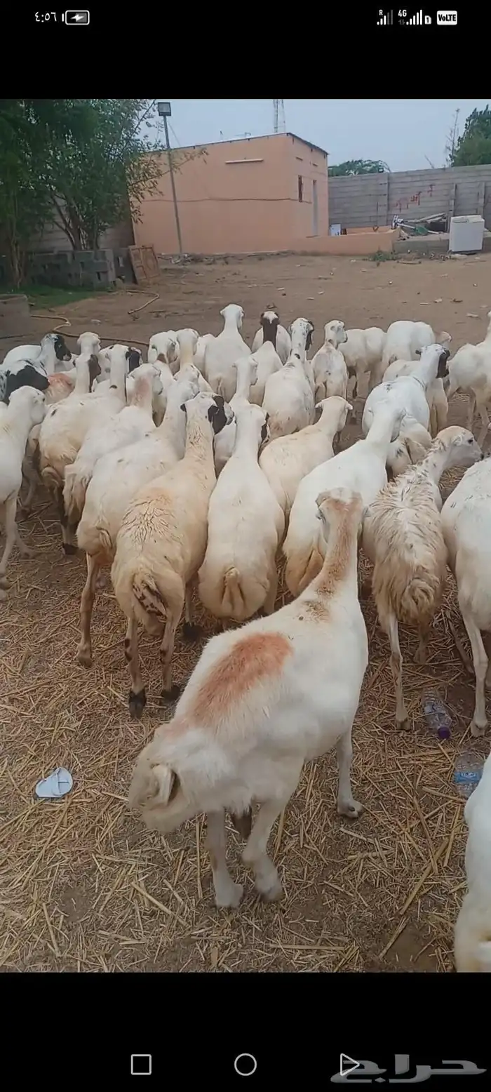 ضان رفيديت دفيع طيبه جروم طيبه العدد 50راس 0