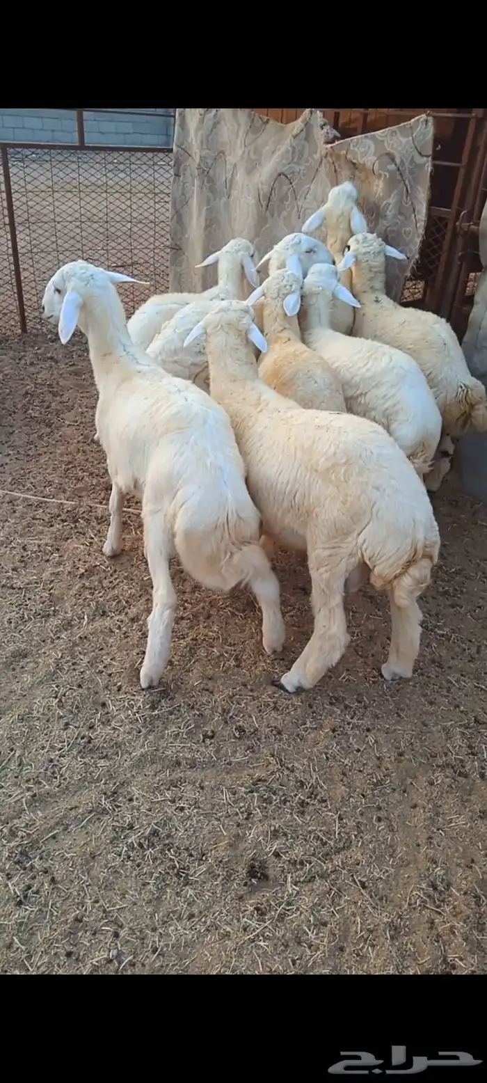 طليان 0