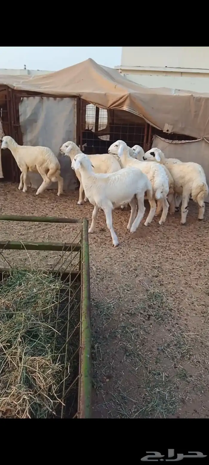 طليان 2