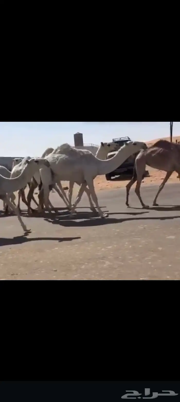 بكار كفو لقايا العدد 7 رمانيان 2