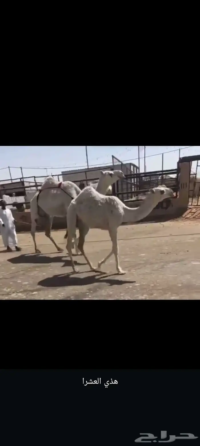 عشراء تحتها بكره على بعير رجاء الحريص 0