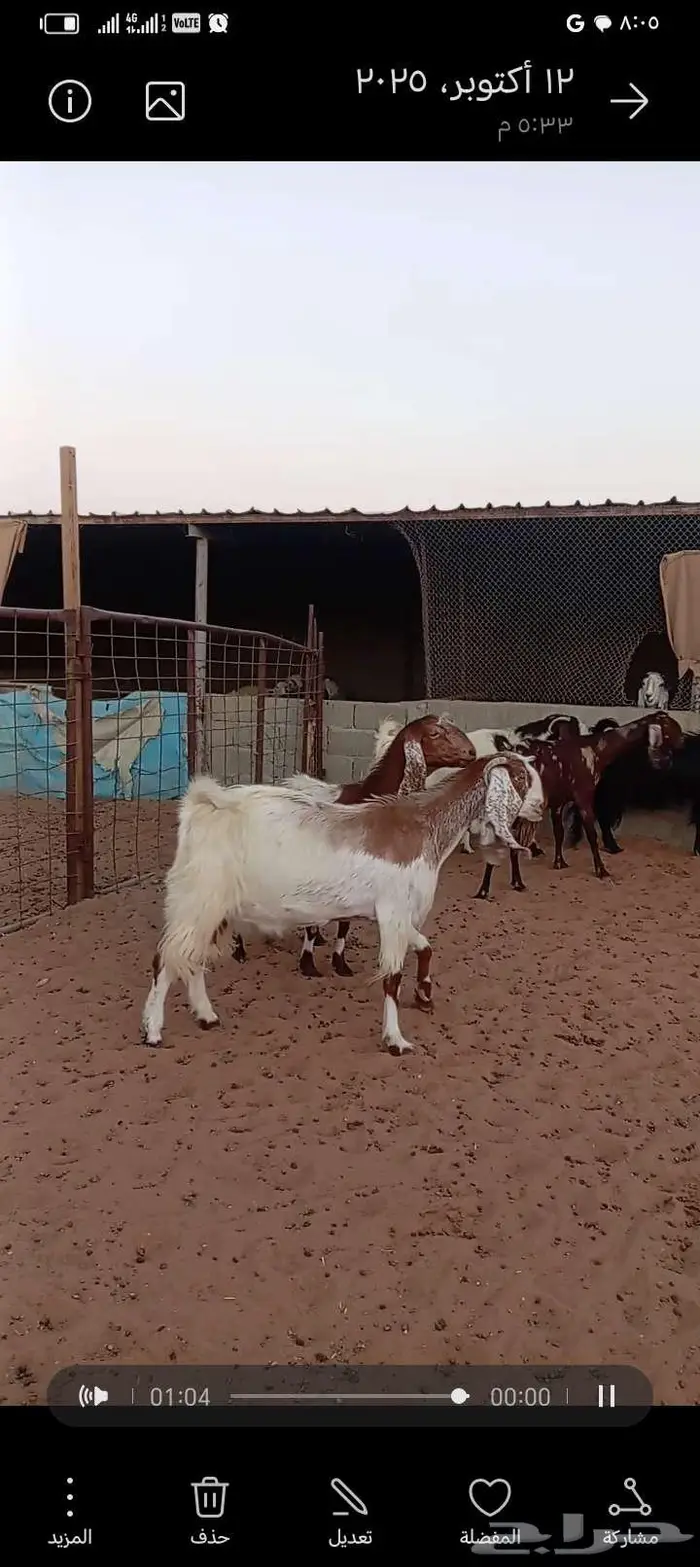 للبيع معزا مشاريك خصم 4