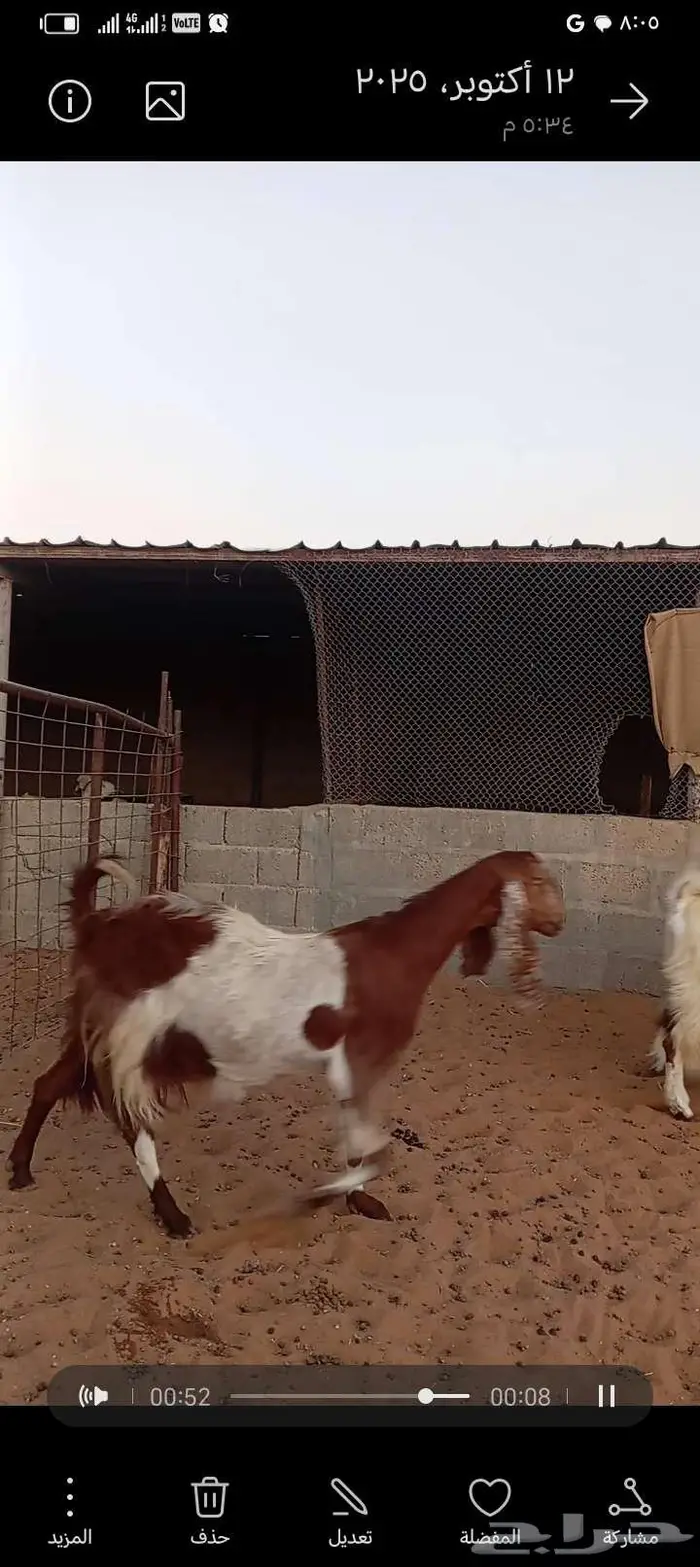 للبيع معزا مشاريك خصم 5