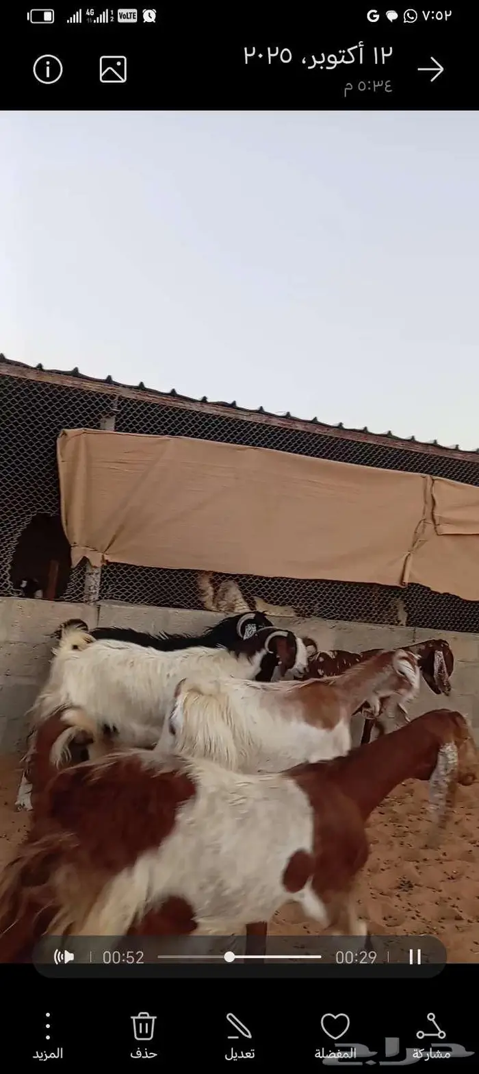 للبيع معزا مشاريك خصم 6